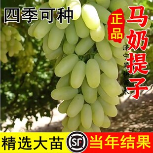 无核马奶提子葡萄苖 大新疆无子白牛奶葡萄树苖 盆栽爬藤四季种植
