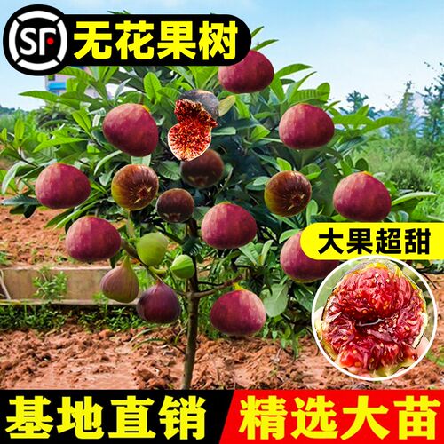 无花果树果苗四季种植当年结果