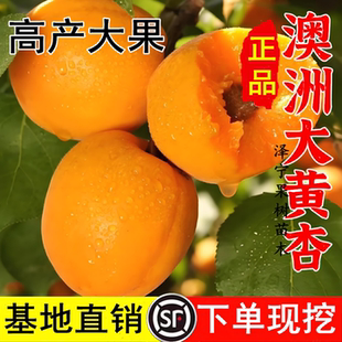 嫁接杏树苗特大澳洲大黄杏子树活苗南北方种植盆栽地栽当年结果