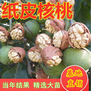 嫁接核桃苗盆栽地栽南北方种植纸皮核桃树苗耐寒高产易活当年结果