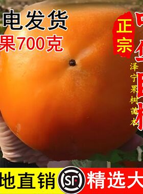 中华巨柿树苗嫁接新品种特大脆甜柿子苗树南北方种植当年结果活苗