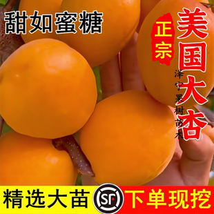 美国八号杏树新品种嫁接特大脆甜早熟大黄杏树苗庭院种植果树果苗
