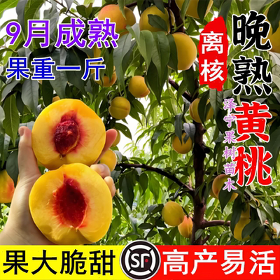 新品种新品特大黄桃树苗脆甜果大晚熟地栽盆栽南北方种植嫁接桃树