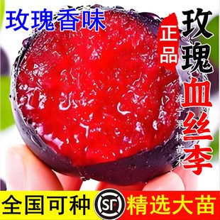 李子树苗南北方庭院地栽特大果树盆栽嫁接风味玫瑰血丝李当年结果