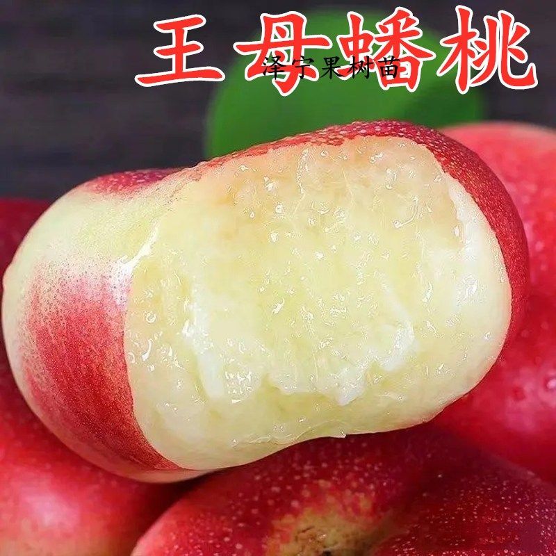 蟠桃树果苗南北方庭院地栽种植特大王母蟠桃盆栽嫁接果苗当年结果
