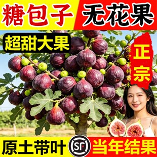 无花果树果苗特大果波姬红芭劳奈青皮耐寒南北方地栽盆栽当年结果