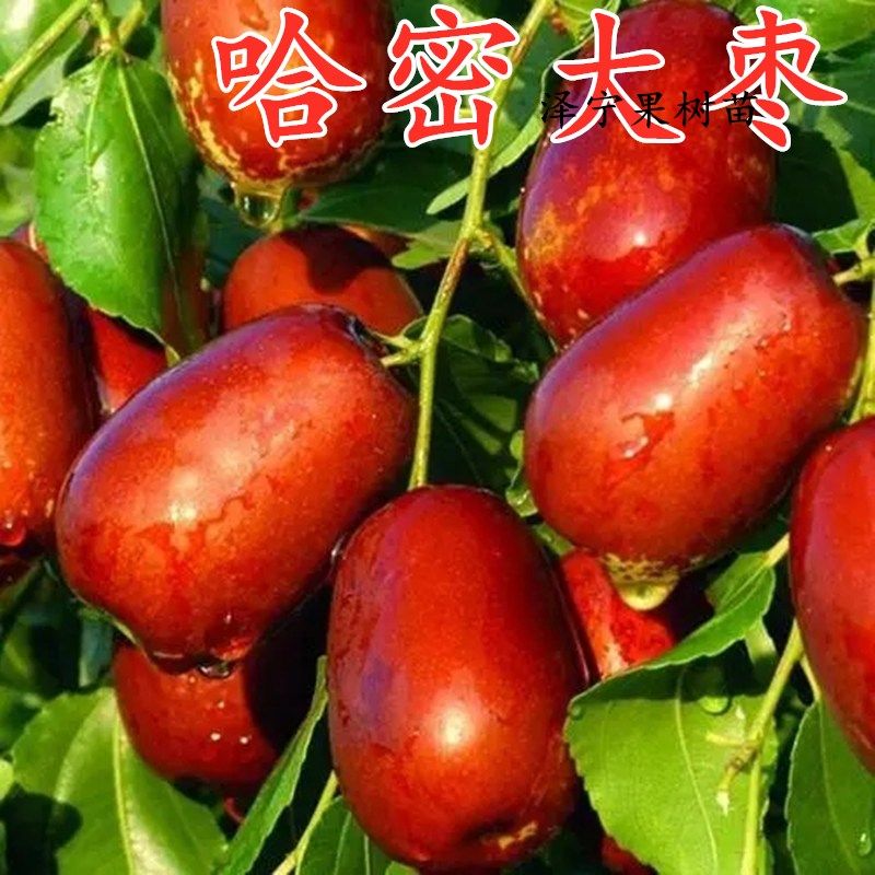 新疆大红枣树苗 哈密大枣苗 嫁接枣子苗 大红枣子 哈密大枣果树苗