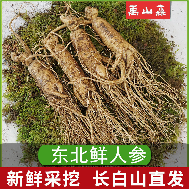 新鲜人参1斤500g长白山特大个人叁野山参泡酒人身带土整枝生鲜参