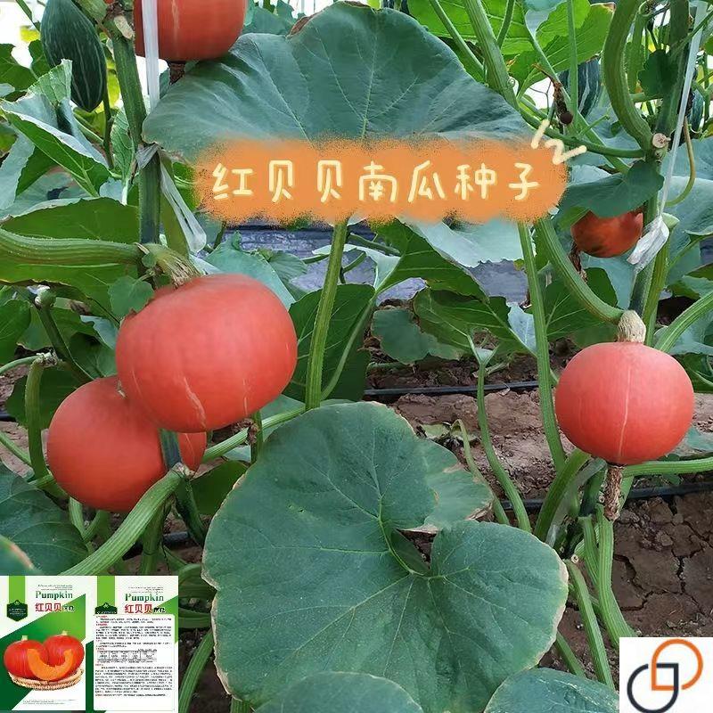 红贝贝南瓜种子新品种超甜板栗味迷你南瓜种子甜面香糯新疆西藏