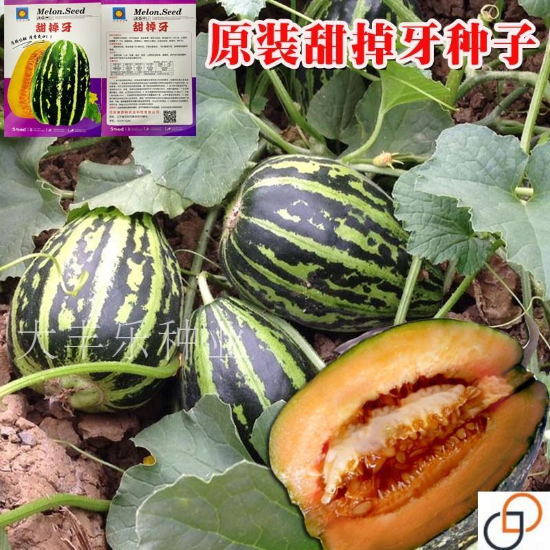 甜掉牙香瓜种子花皮酥脆甜红到边超甜甜瓜家庭盆栽水果香瓜种籽