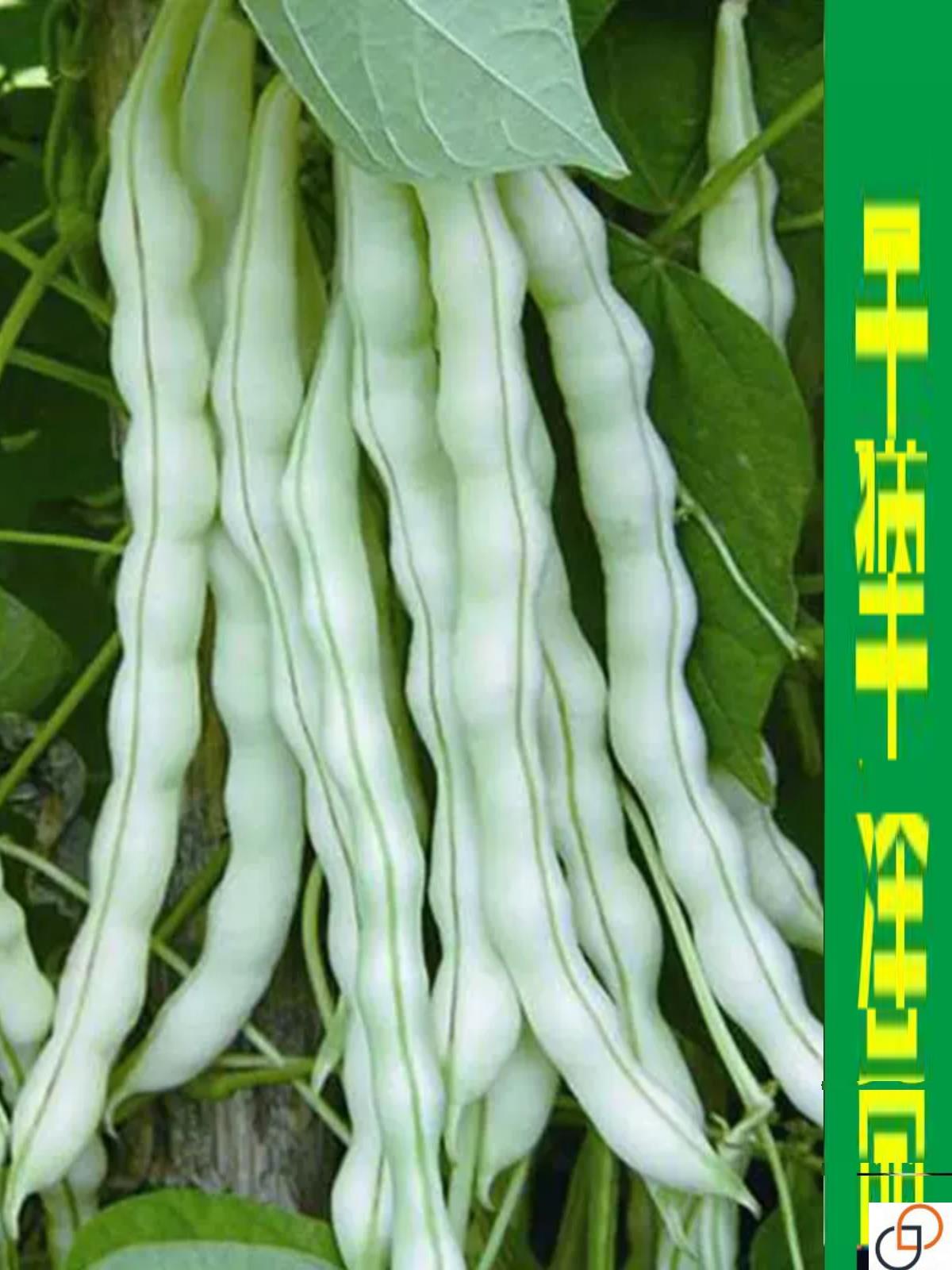 九粒白芸豆种子春秋豆摘不败白不家庭园艺种子