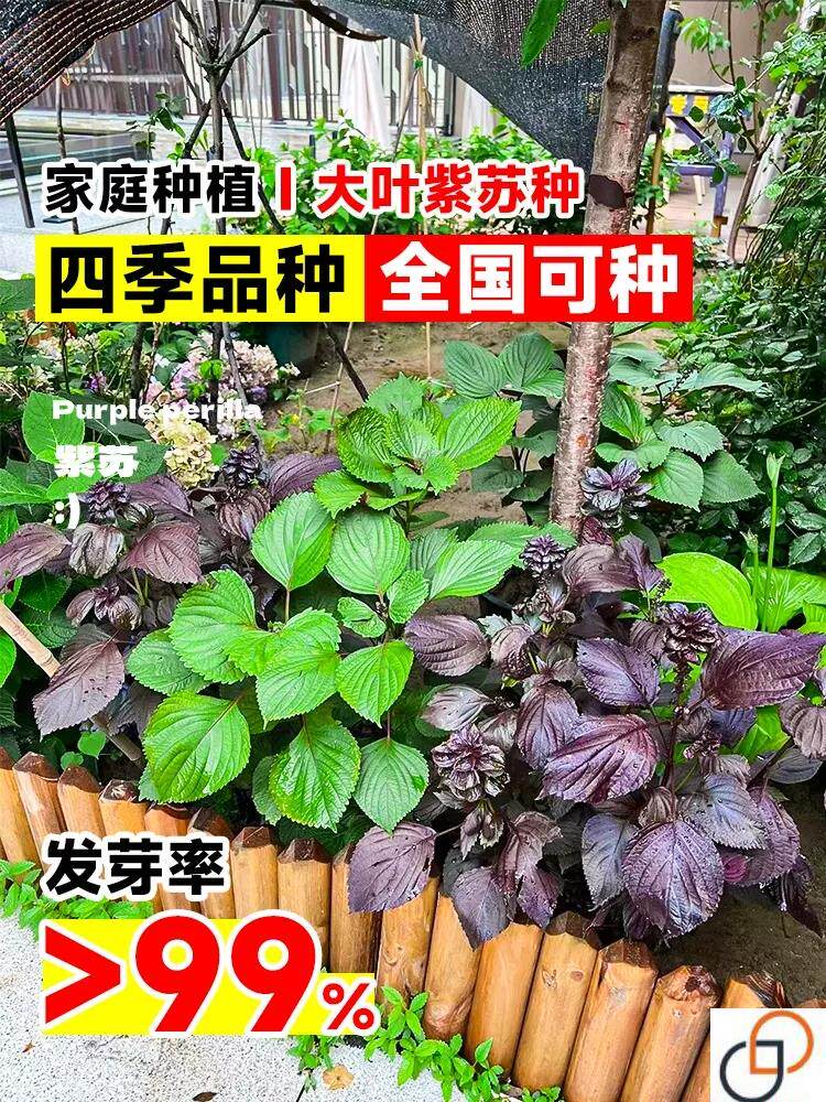 紫苏子种籽盆栽进口大叶紫苏种家庭阳台蔬菜种籽孑四季食用种植苗