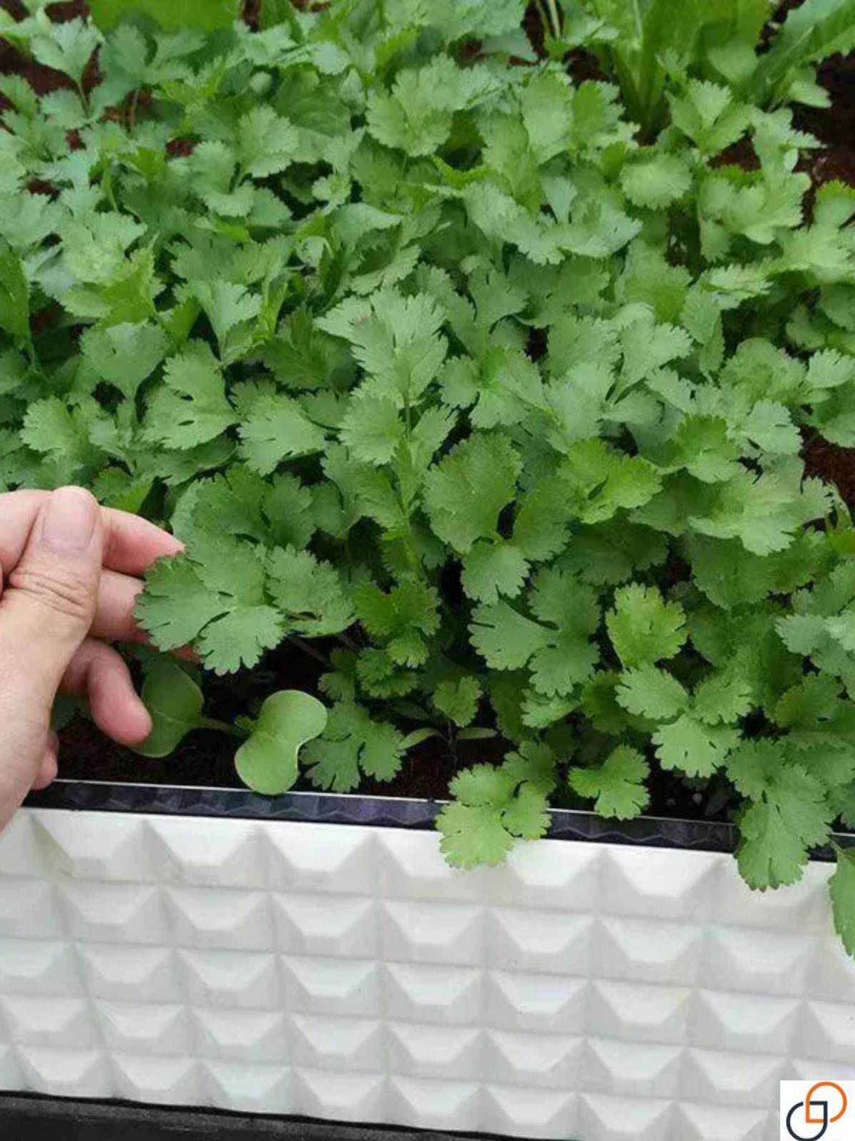 四季香菜种子大叶香菜种籽阳台种菜盆栽农家春季庭院芫荽蔬菜种孑
