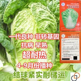 夏阳白菜种子热白菜大田耐高温包心夏季大白菜籽抗热耐热一代良种