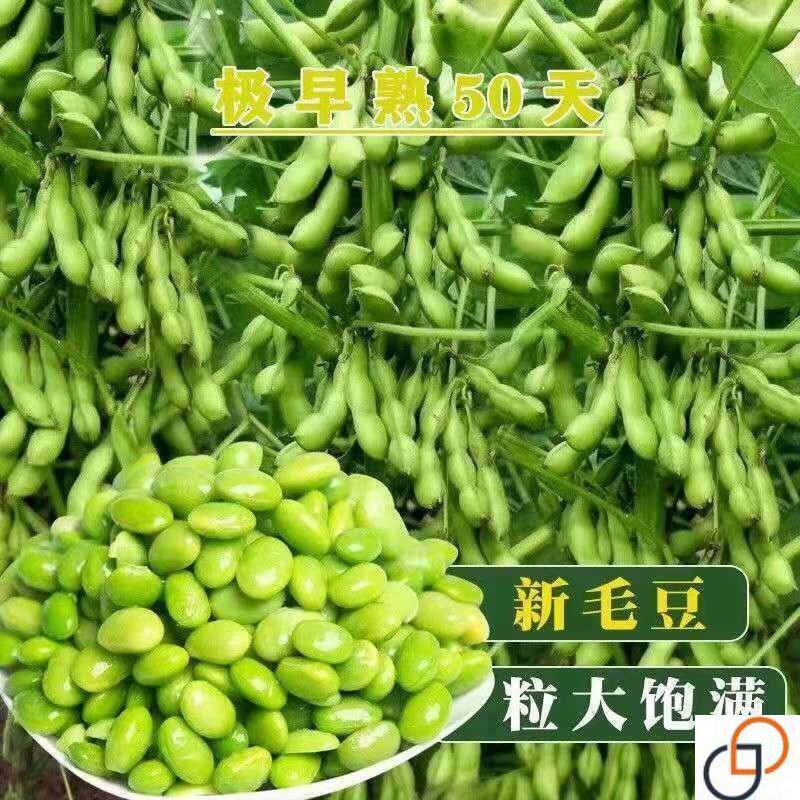 毛豆种子极早熟50天高产青豆菜种子春季蔬菜种子特早王菜豆种籽孑