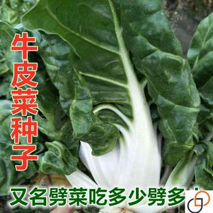 牛皮菜种种子厚皮菜甜菜根达菜劈菜种籽边吃边劈秋季四季蔬菜种孑