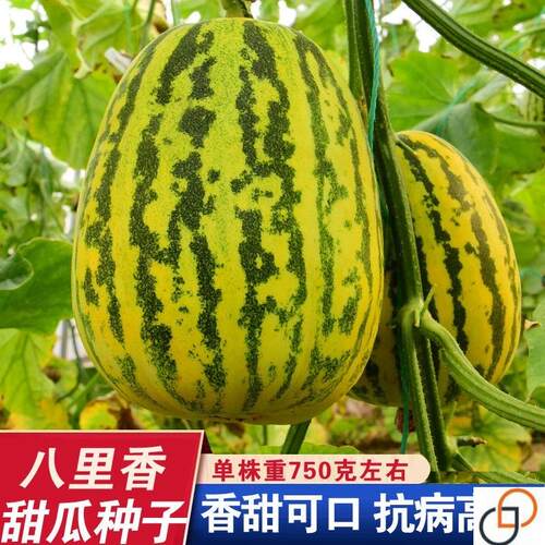 特大八里香甜瓜种子 香甜香瓜种籽 甜瓜种孑春夏季播蔬菜水果瓜果
