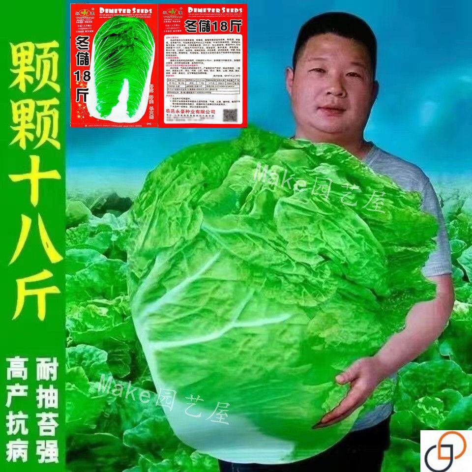 十八斤大白菜山东白菜籽冬季四季播大白菜抗病高产蔬菜白菜子