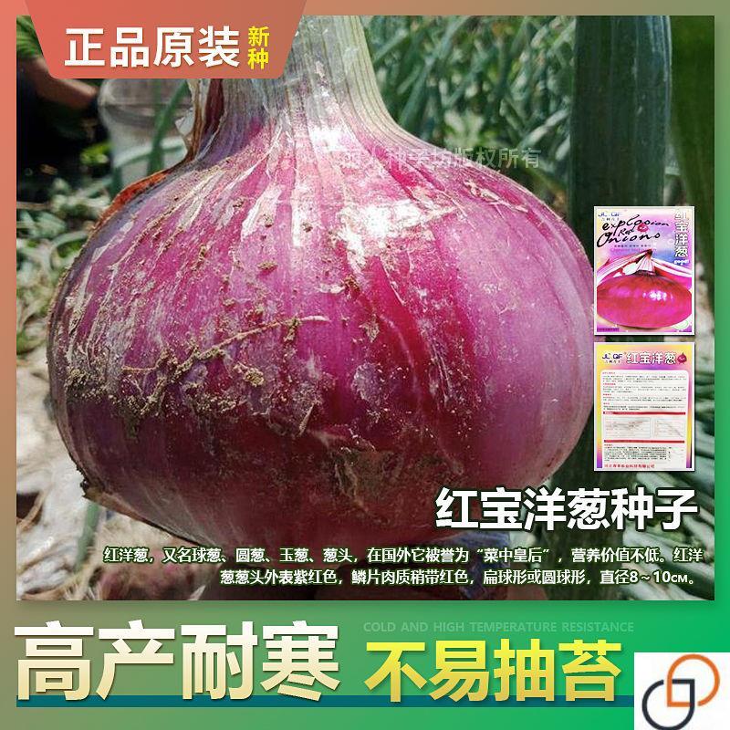 特大洋葱种子红皮紫皮洋葱种子四家庭园艺种子