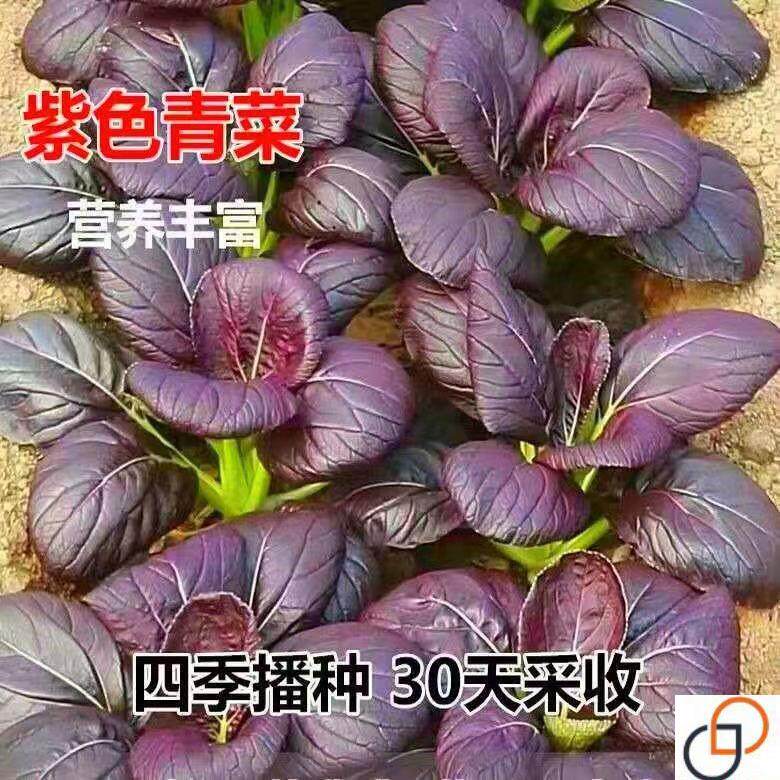 紫油菜种子高营养紫色小青菜种子特色农家小菜园阳台四季蔬菜种籽