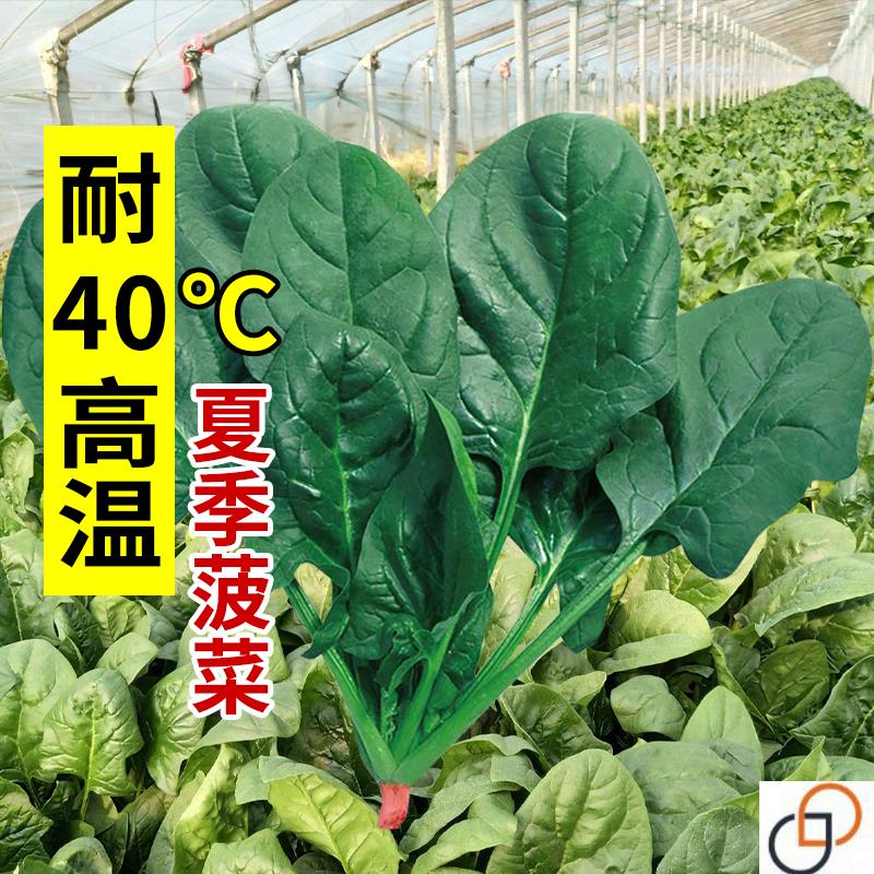 超耐热夏播王菠菜种子种籽高产春籽种夏季秋季四季蔬菜孑波菜夏子