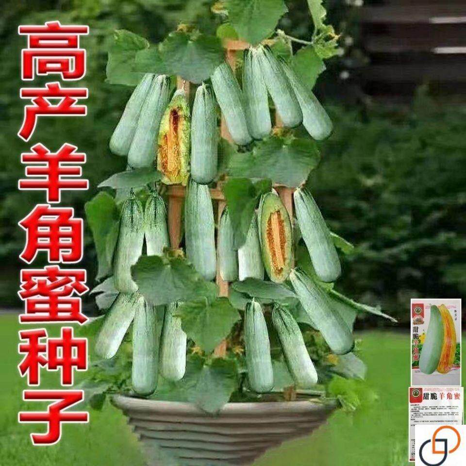 正宗羊角蜜甜瓜种子水果种籽田园阳台盆栽甜香瓜羊角蜜甜瓜种孑