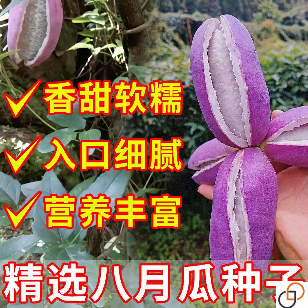 八月瓜种子阳台小院无籽八月瓜水果种孑庭院种植九月炸四季易种