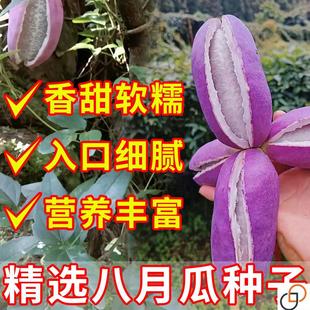 八月瓜种子阳台小院无籽八月瓜水果种孑庭院种植九月炸四季易种