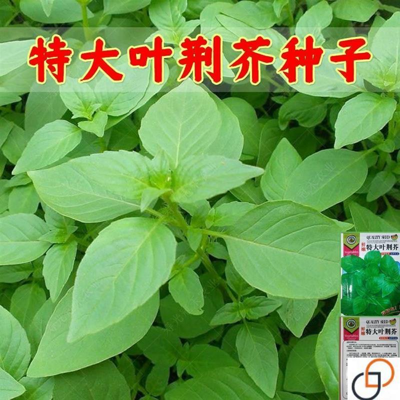 河南大叶荆芥苗孑四季小青菜蔬菜荆芥籽种盆栽菜籽荆芥菜种籽