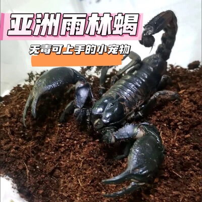 雨林蝎子热带雨林蝎子无毒爬宠学生版网红昆虫宠物无毒爆款全套