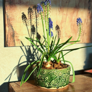 小花农 绿色冰裂矮圆盆14.5*7.5 内口12.5