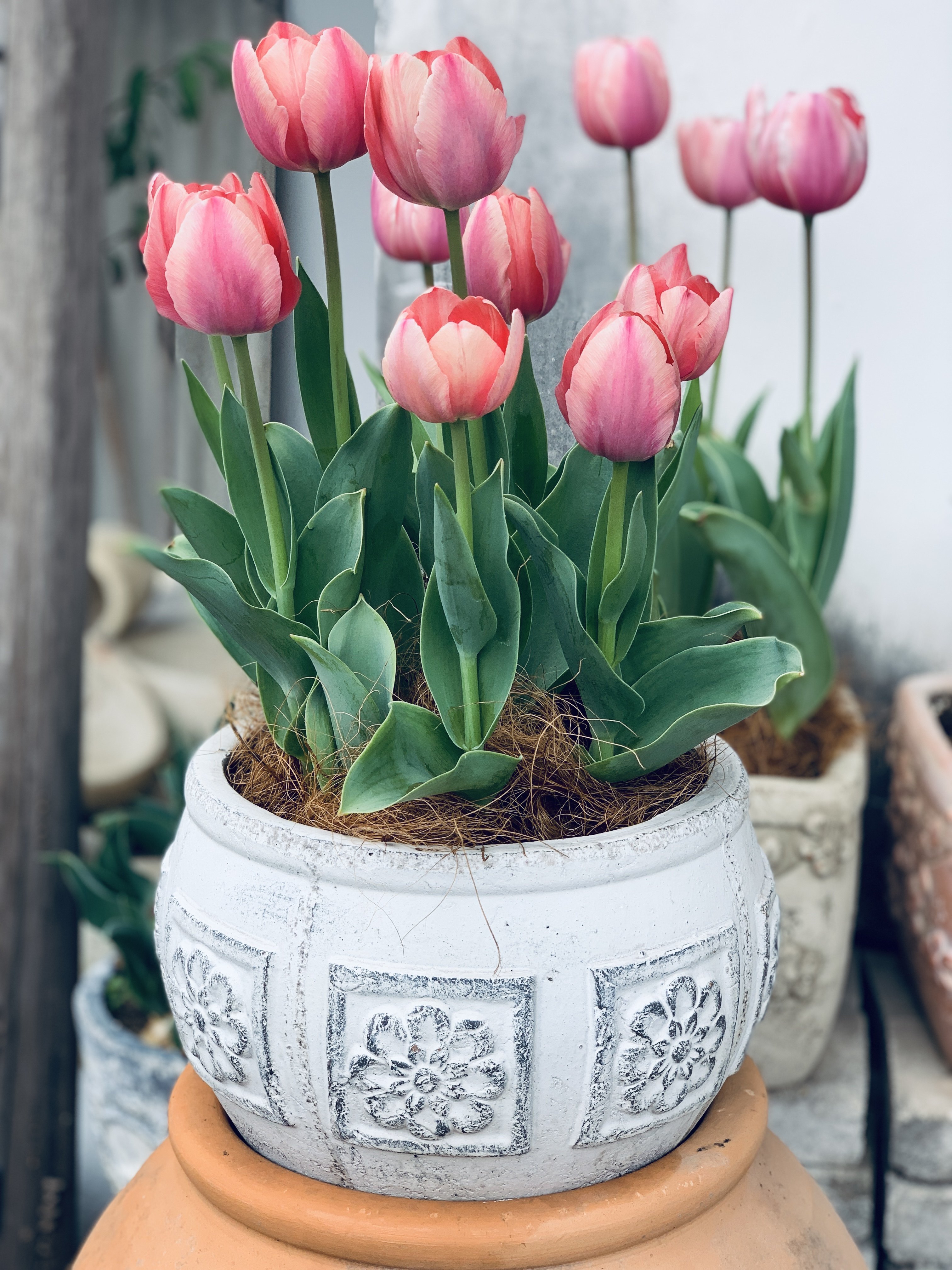 手压红陶做旧花盆 立体浮雕四方花 透气透水 月季绣球郁金香花盆