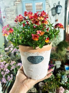 小花农 椭圆铁片陶盆13*13 内口11.5