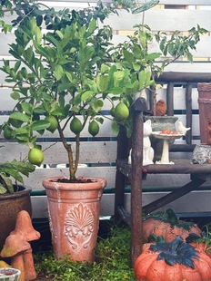 红陶花盆手压做旧浮雕印第安陶盆 大口径 花园别墅露台三角梅