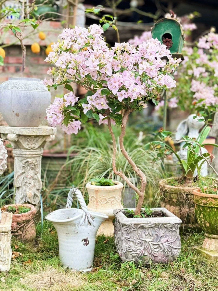 小花农-粗陶红陶花盆方口勾花立体浮雕花盆三角梅月季球根花盆