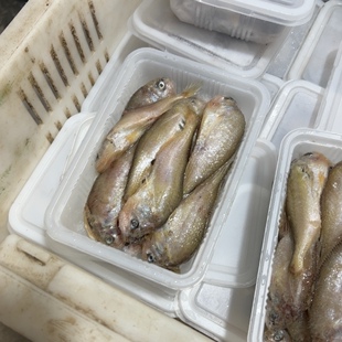 渤海湾 梅童鱼 大头宝4斤