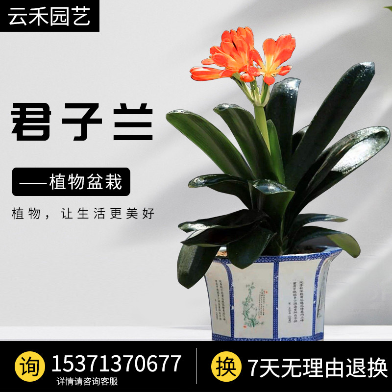 盆栽君子兰圆头花卉植物