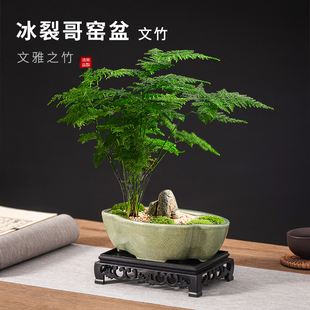 陶瓷花盆文竹福建茶专用盆禅意茶室绿植摆件长方形创意冰裂纹客厅