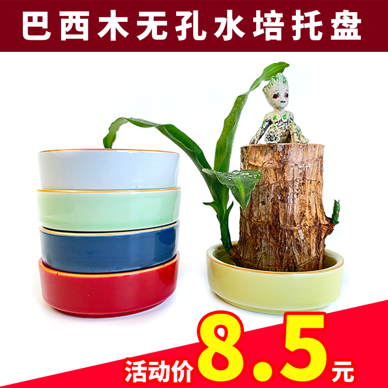 巴西木绿植水养格鲁特树人盆栽