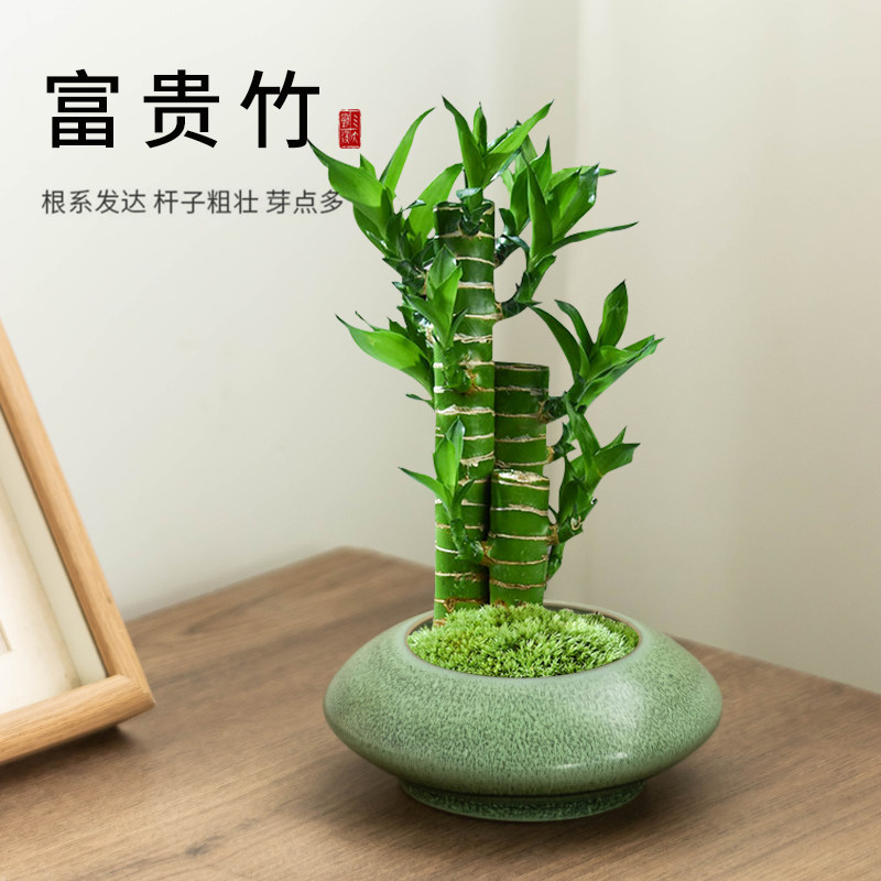 富贵竹陶瓷花盆家用小口径有孔花盆室内桌面步步高升绿植招财盆栽