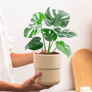 花盆陶瓷中式龟背竹花盆简约家用带托特价清仓大口径虎皮蝴蝶兰盆