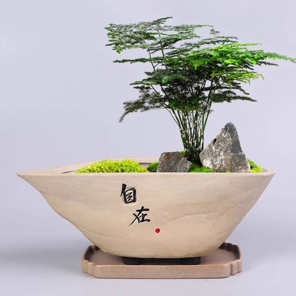 创意文竹盆栽大号发财树花盆陶瓷绿植盆景盆家用粗陶仿石摆件带托