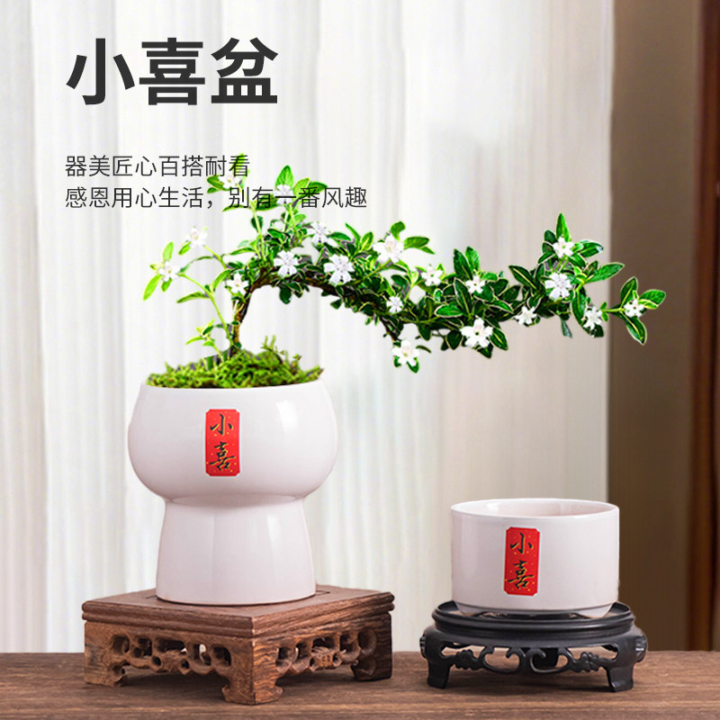 小花盆六月雪小叶赤楠专用陶瓷盆中式禅意招财绿植花卉迷你小摆件