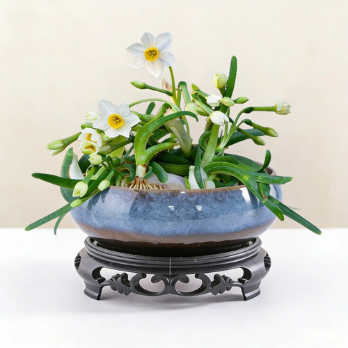 水仙花盆陶瓷无孔家用桌面水培器皿专用一叶莲碗莲盆水养睡莲盆缸