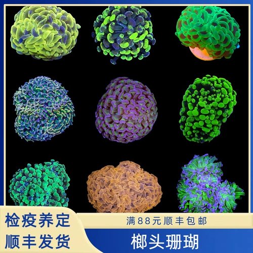 海水鱼缸活体造景荧光绿榔头