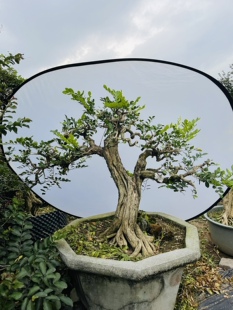 直杆九里香庭院绿植老桩小叶地栽盆栽四季开花大树驱蚊矮化精品