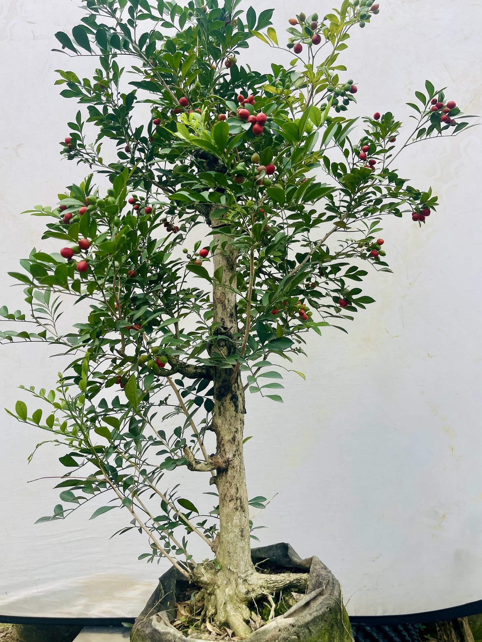 九里香盆栽老桩庭院阳台四季常青七里香千里香室内室外驱蚊浓香型