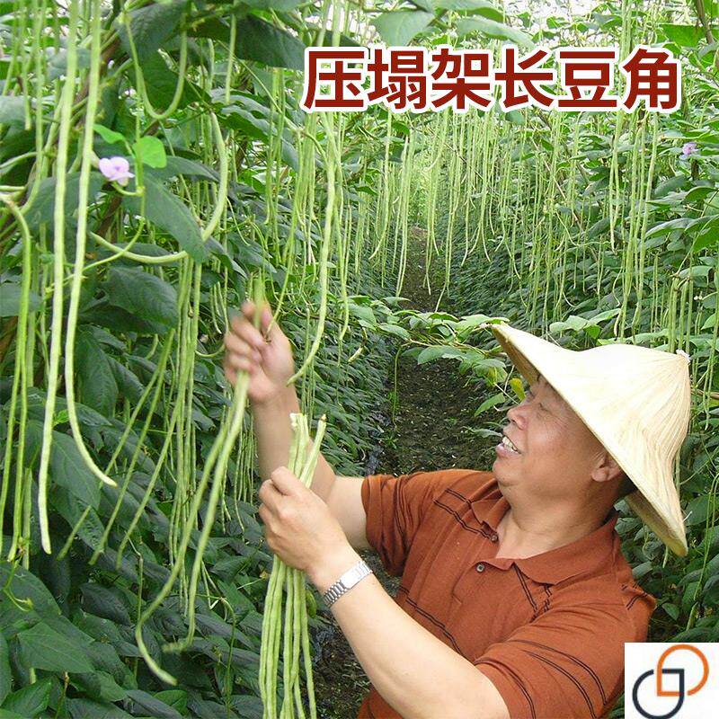 压塌架豆角种子青条长豆角种籽早熟抗病老品种高产蔬菜孑豆种秋长
