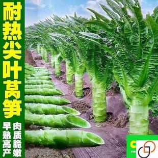 四季 莴笋种子青皮绿肉香莴笋种子高产耐热耐寒春夏秋冬播蔬菜种子