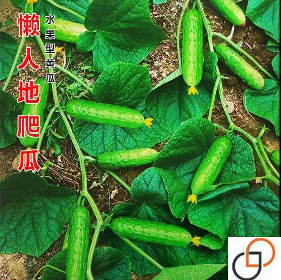 懒人地爬瓜水果黄瓜种籽四季苗秧盆栽春秋黄瓜籽种旱水果黄瓜种孑